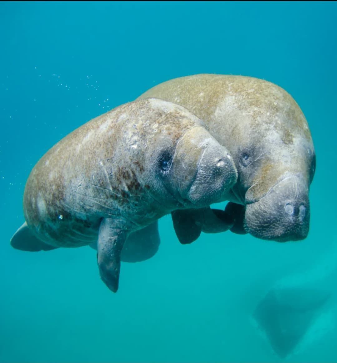 Peixe-boi em Porto de Pedras